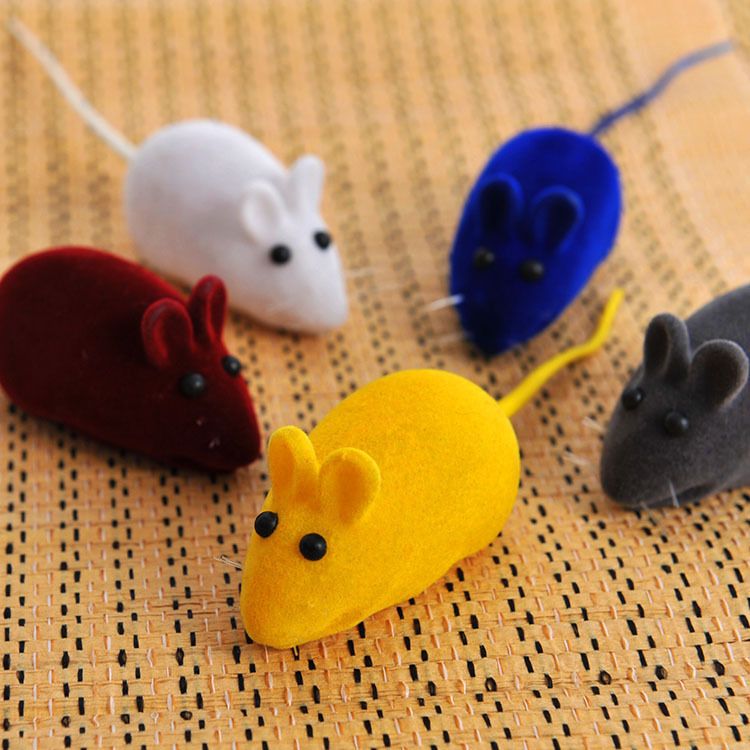 little mouse pet