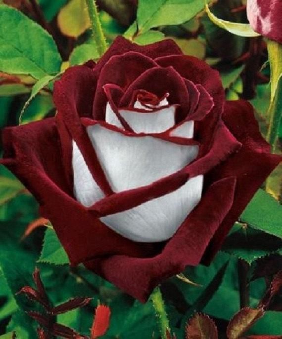 Acheter Expédition Rapide Ombre Foncé Rouge Et Blanc Rose Fleur Graines 100 Graines Par Paquet Balcon En Pot Barrière Fleurs Plantes De Jardin De