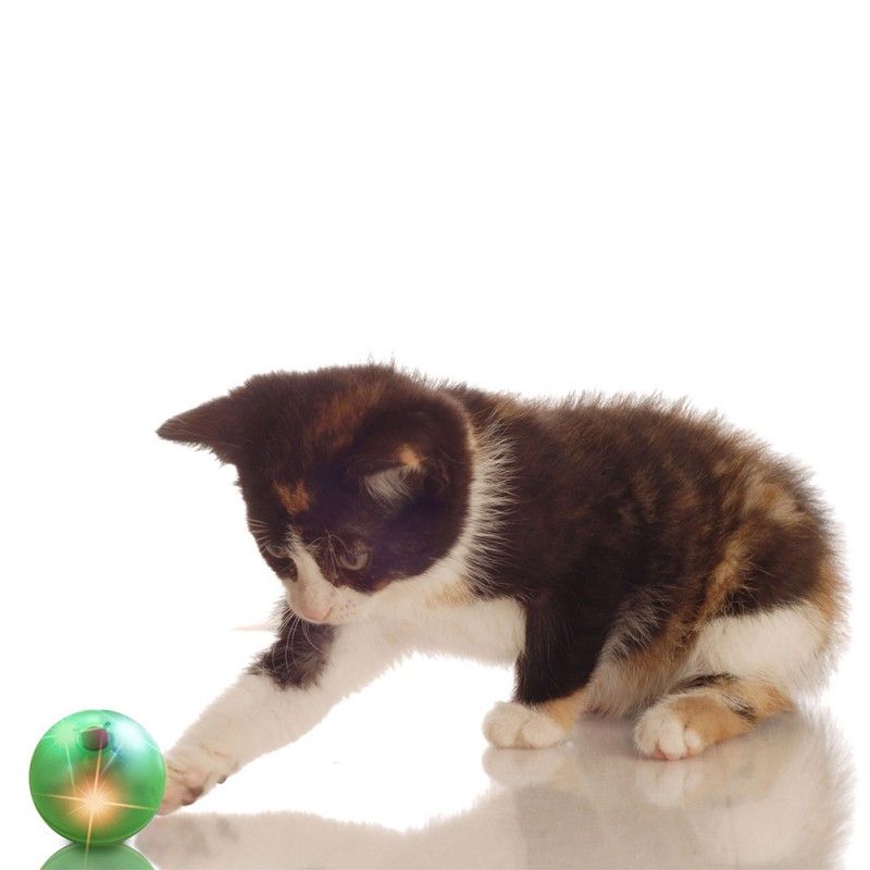 flashing cat ball