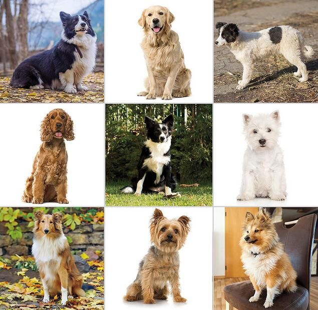 wahl pet clippers professional heavy duty trimmer thick hair dog grooming kit