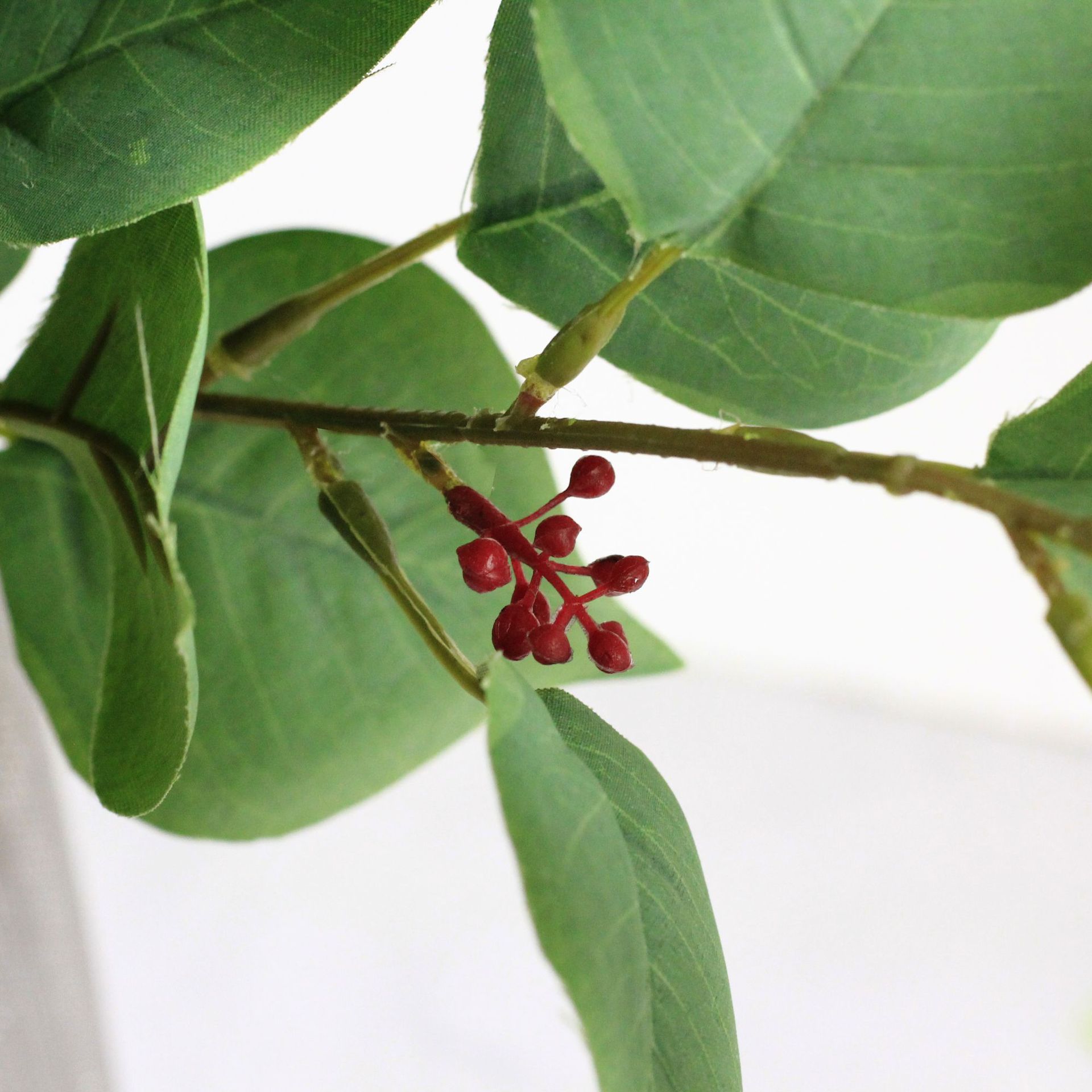 Green-Red Fruit