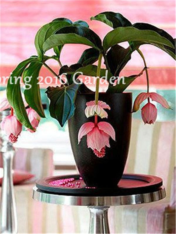 Details about   100 Pcs Medinilla Magnifica Seeds Bonsai Very Beautiful Home Garden Decoration 