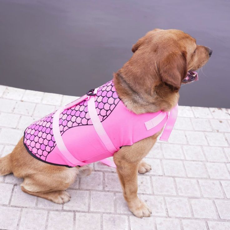 dog bathing suit