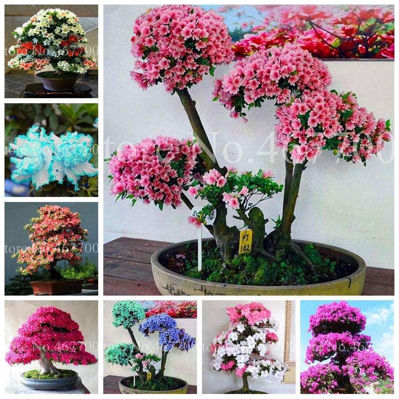 A10024 azaleas rododendro simsii Semillas - semillas de flores de plantas bonsai * 100% Originales 100 SEMILLAS