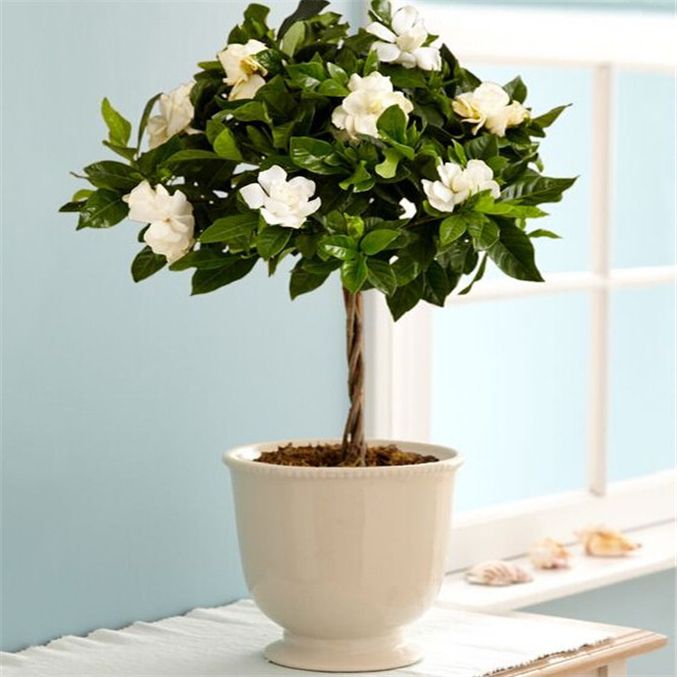100pcs bonsai Gardenia (jazmín del cabo) -DIY Home Garden plantas en  maceta, olor increíble flores hermosas