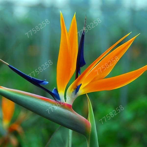 100 piezas Strelitzia flor del pájaro del Jardín de Bonsai Las plantas  perennes de la planta