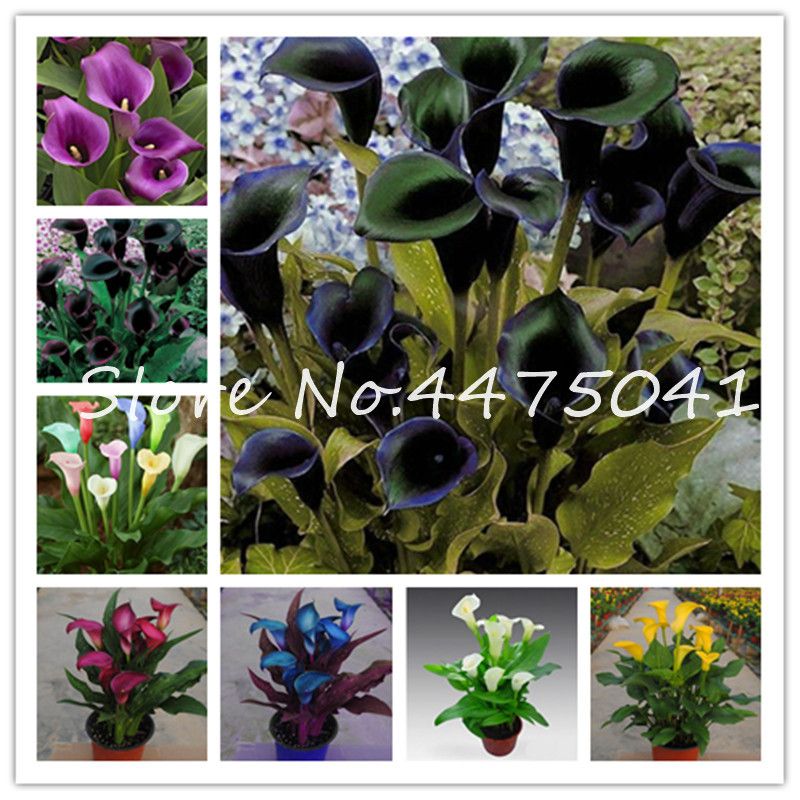 100pcs coloridos sementes de plantas Calla Lily Bonsai flor rara vaso  Varanda Planta Calla Can radiação