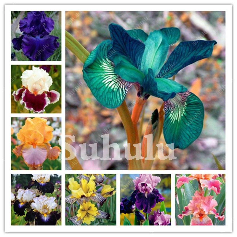 20 pcs iris plantas,SEEDS Nature plants Orchid bonsais.# 361 