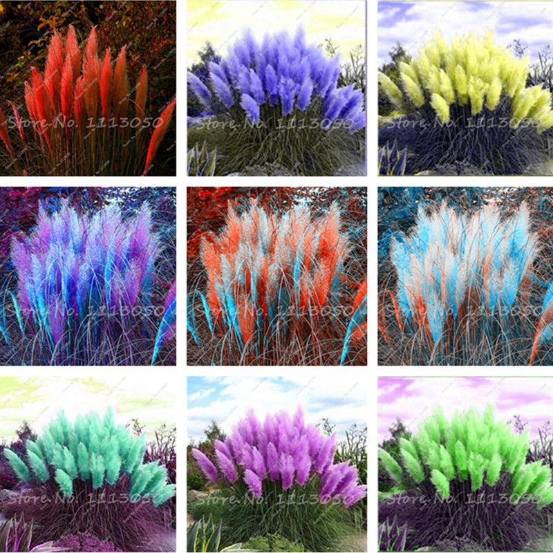 1000 PCS Pampa Herbe, Pampas Bonsaï Graines de plantes, Plante ornemental  Fleurs Cortaderia Selloana herbe Bonsaï