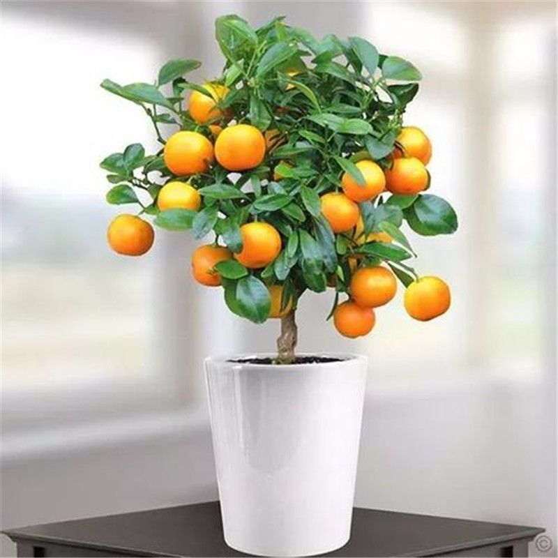 20 seeds Balcony Patio Potted Fruit Trees Planted Seeds Kumquat Orange Tangerine 20 seeds Balcony Patio Potted Fruit Trees Planted Seeds Kumquat Orange Tangerine