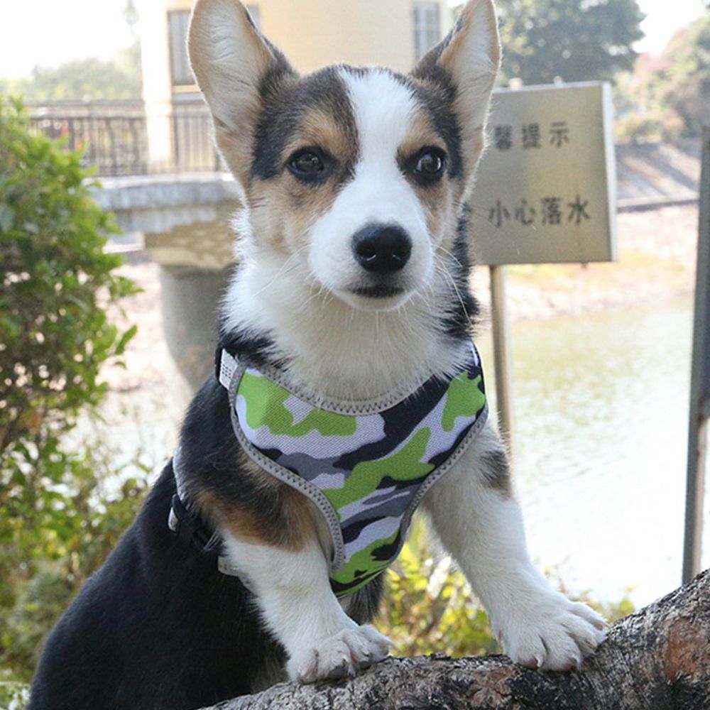 xl dog harness with handle