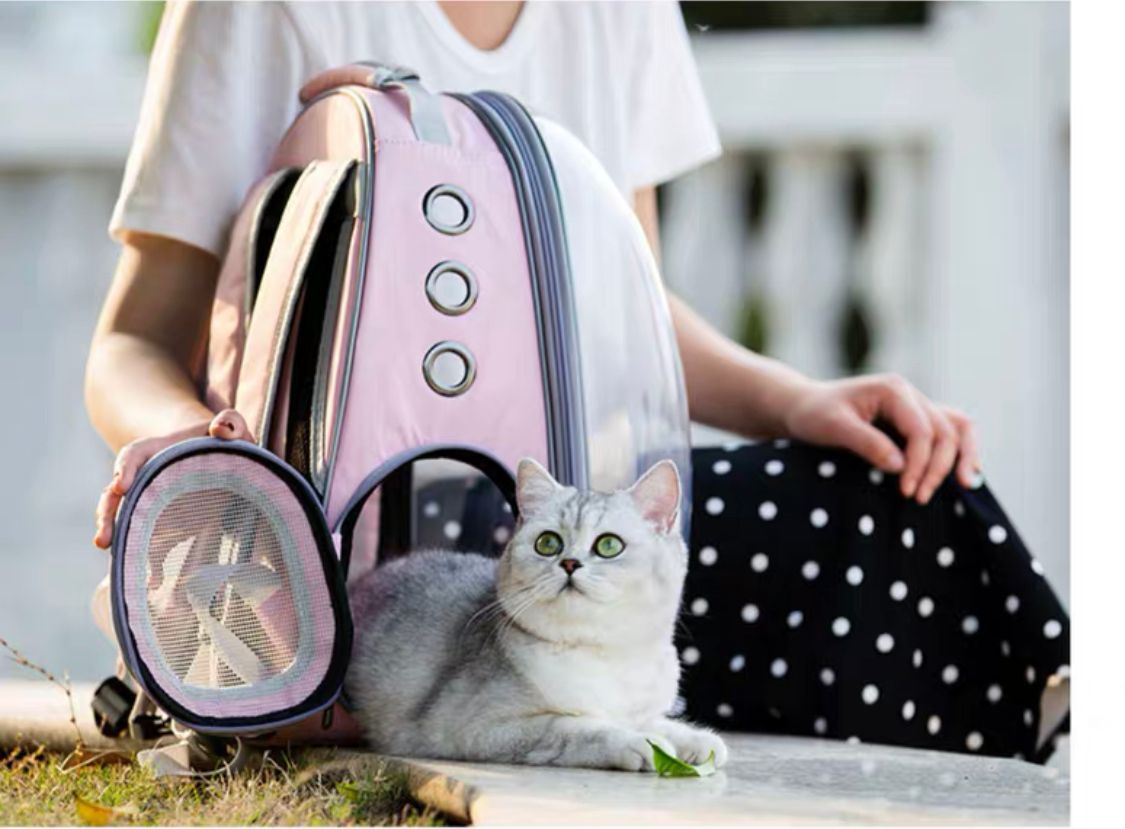 cat in clear backpack