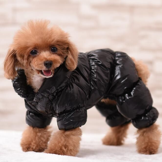 dog north face coat
