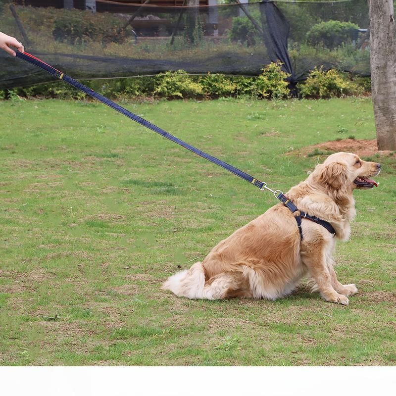 small dog harness and lead