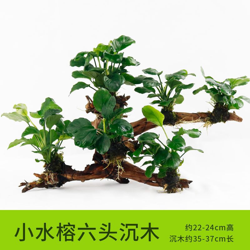 Aquarium Submerged Wood Aquatic Plants Living Water Ficus Carpa Planting Real Plants Aquarium Prospect Ornamental Decoration Wholesale Us Best Aquariums Wall Aquariums From Jurassicstore 24 41 Dhgate Com