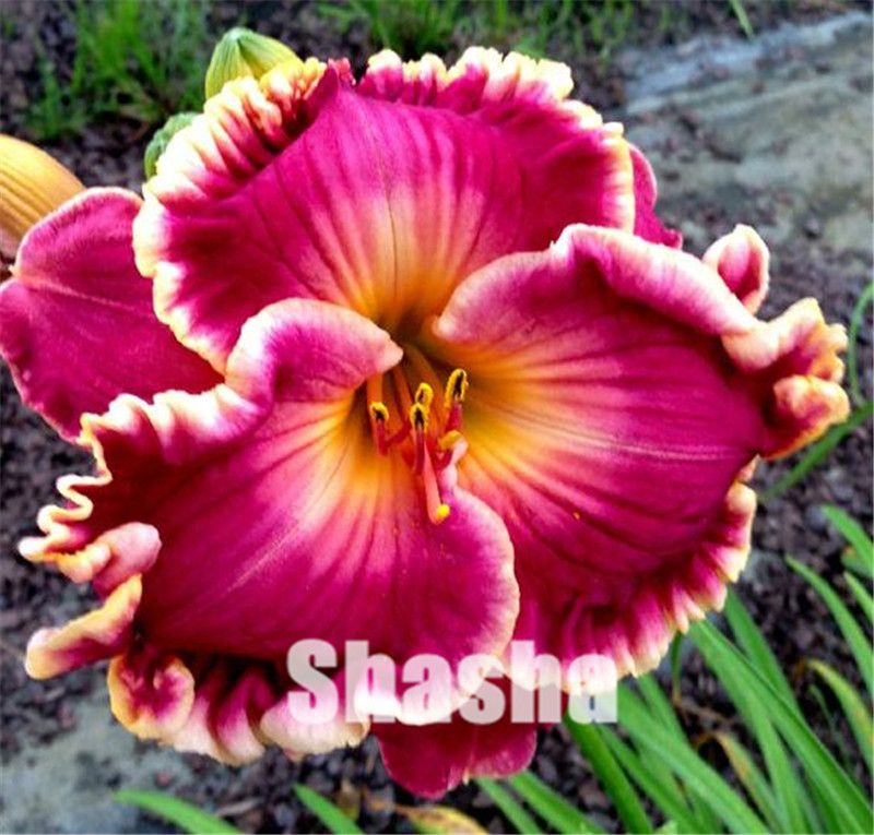 M 100 SEMI DAYLILY FIORI FRUTTA PIANTE RARE VASO GIARDINO BONSAI NO BULBI M 100 SEMI DAYLILY FIORI FRUTTA PIANTE RARE VASO GIARDINO BONSAI NO BULBI