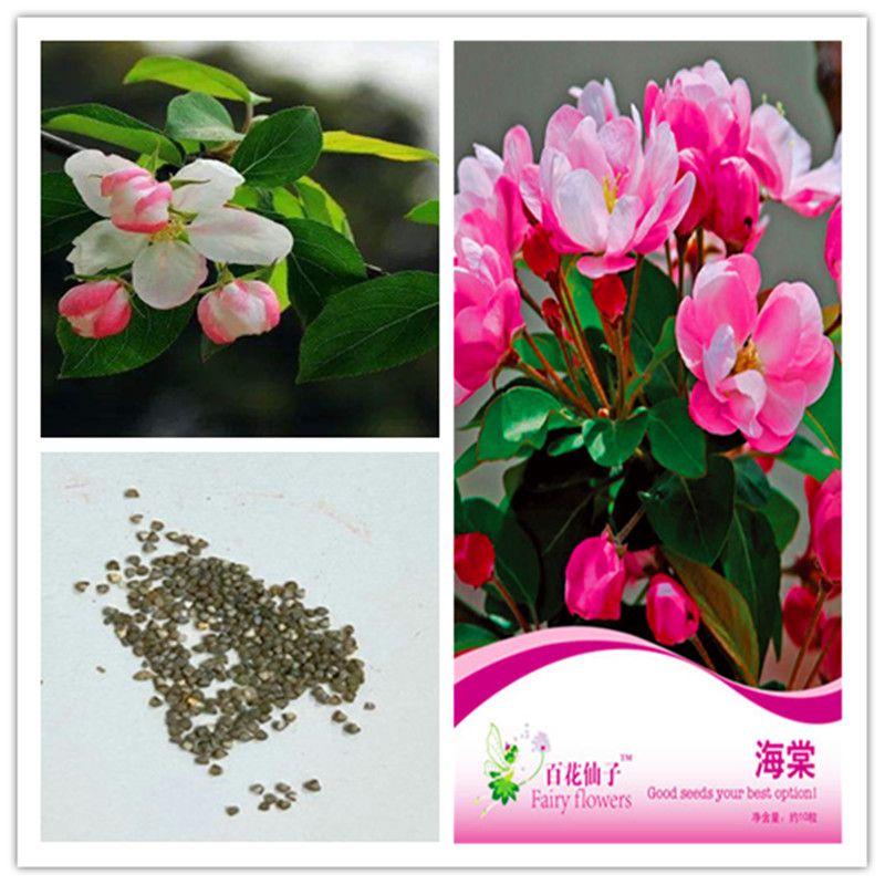 2020 1 Pack Original Package Begonia Potted Flower Bonsai Plant Flower Seeds Pink Hardy Perennial Bonsai Plant Hot Sale1 Pack Original Package Be From Ymhpjq1 2 Dhgate Com