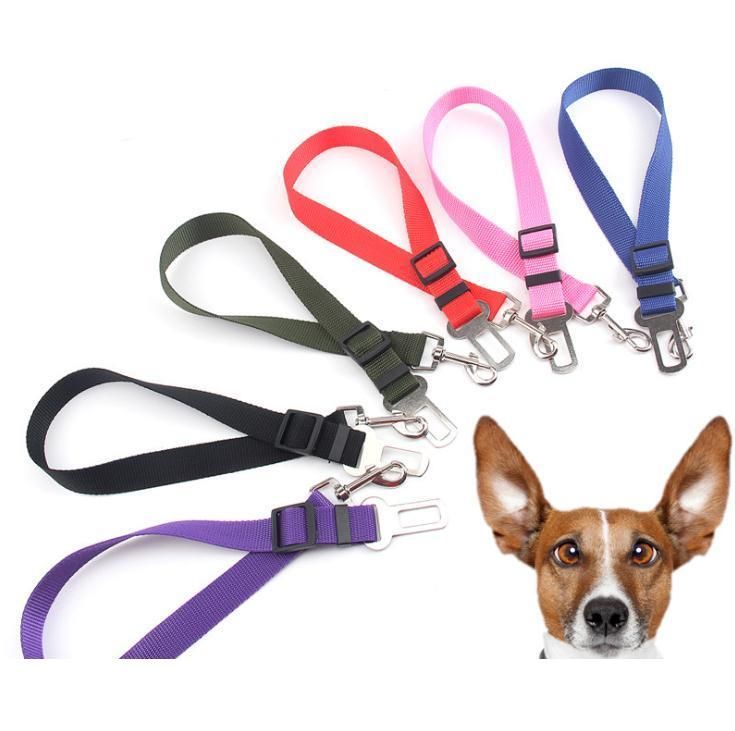 dog car lead