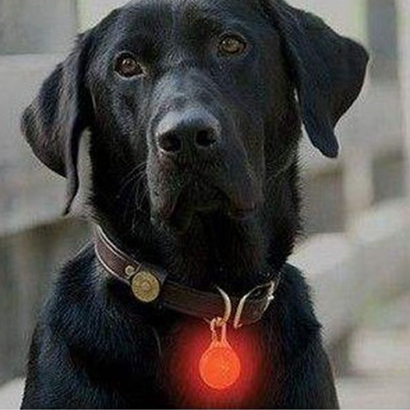 dog collar blinking lights