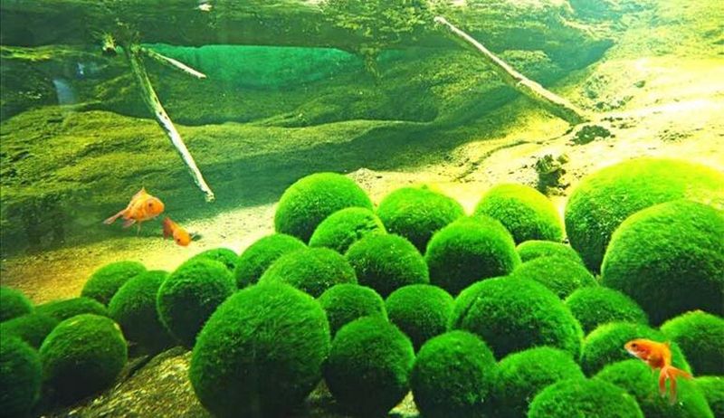 Moss Balls Live Aquarium Green Algae Balls Fish Shrimp Tank