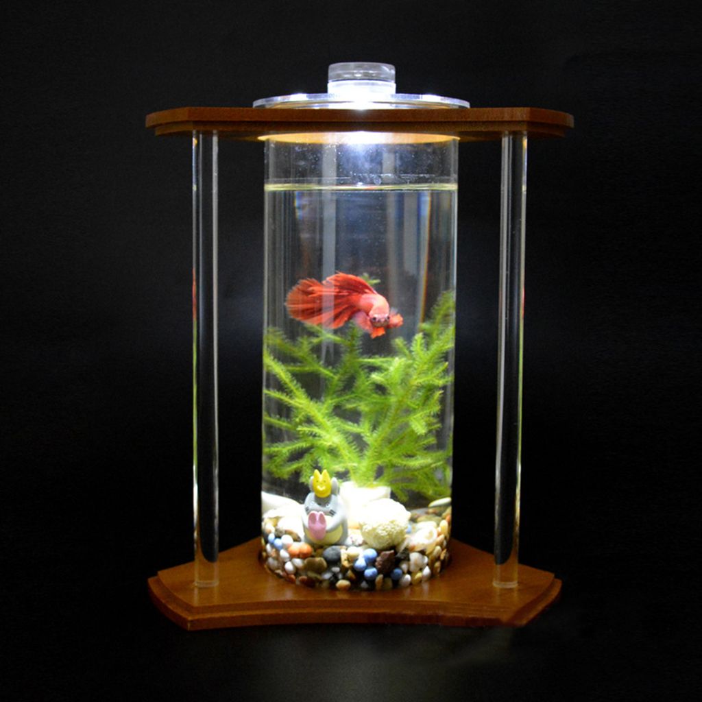 betta fish goldfish