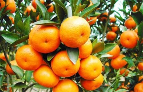 50 pcs Orange plant Cold hardy Sweet Mandarin seeds Tree gold bonsai fruit plant 50 pcs Orange plant Cold hardy Sweet Mandarin seeds Tree gold bonsai fruit plant