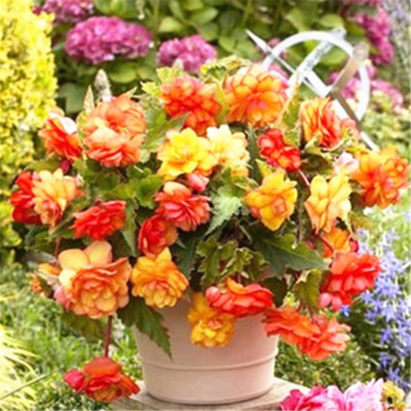 2020 /Bag Beautiful Begonia,Rare Begonia Seeds Bonsai