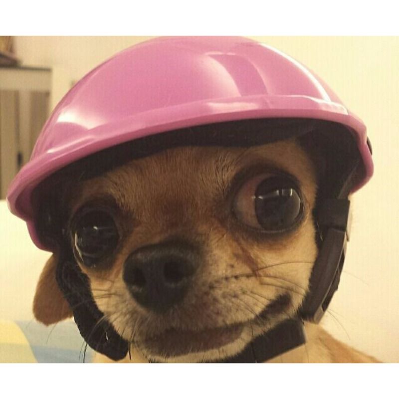dog hard hat