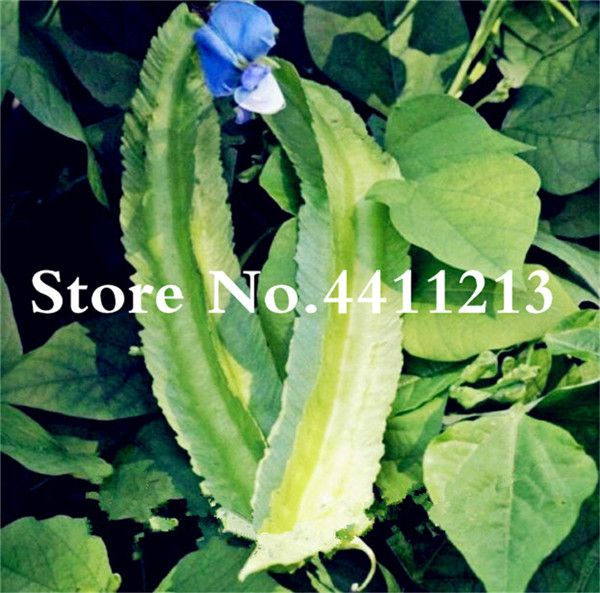 Thai winged bean Psophocarpus tetragonolobus Fabaceae 50 Seeds ThailandMrk Thai winged bean Psophocarpus tetragonolobus Fabaceae 50 Seeds ThailandMrk