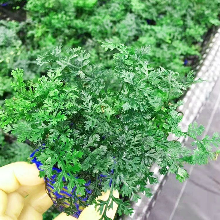 wholesale aquarium near me