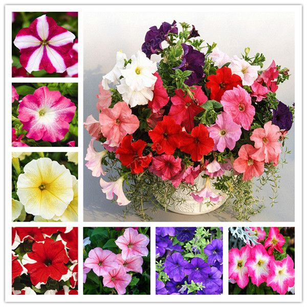 Download 2020 Bag Bonsai Petunia Flower Seeds Morning Glory Bonsai Very For Free Wallpaper 2020 Bag Bonsai Petunia Flower Seeds Morning Glory Bonsai Very For Android