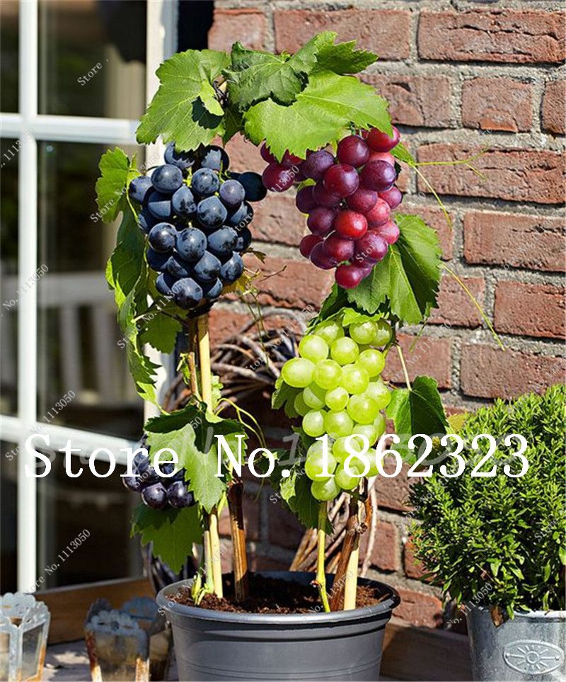 Negro Shopmeeko 50 PC/bolsa Plantas de uva Miniatura de uva Bonsai Palnt bonsai Plantas frutales orgÃ¡nicas para jardÃ­n Mini-bonsai-Ã¡rbol Semillas Maceta Plante