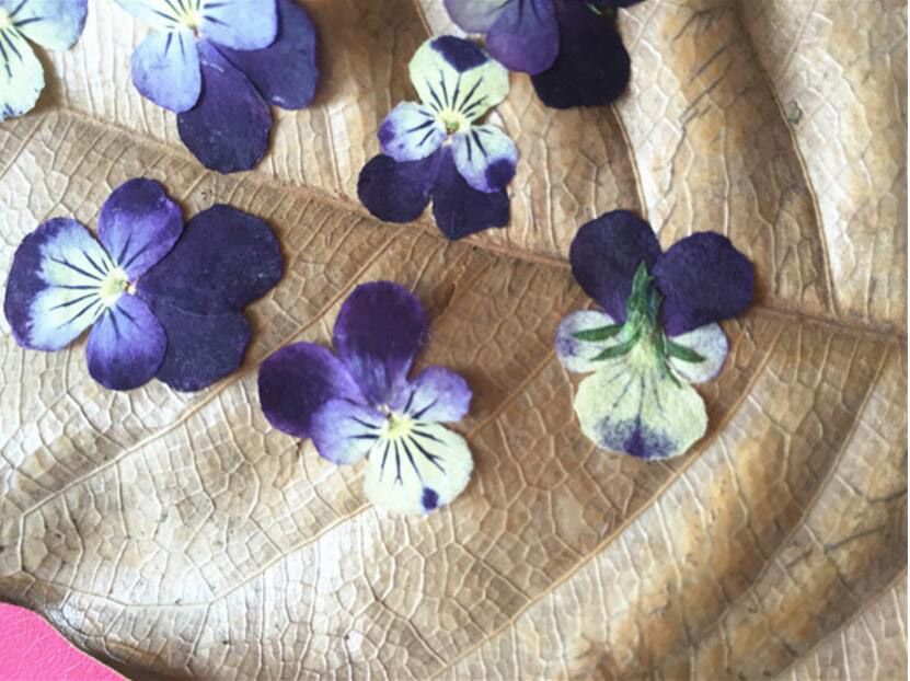 Viola Flower Pressed Real Dried Flowers, Pressed Flower
