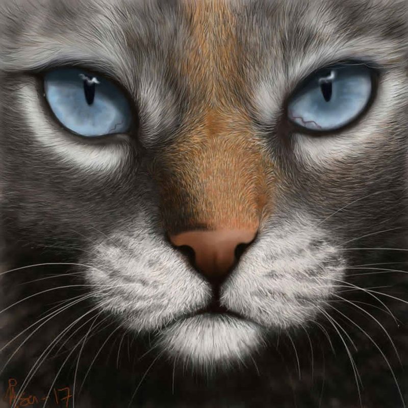 Acheter Chaton Yeux 5d Bricolage Plein Diamant Peinture Chat Tete Animal De Compagnie 3d Photo Point De Croix Broderie Strass Cadeau Perle Mosaique Decoration De 5 66 Du Aiyier Fr Dhgate Com