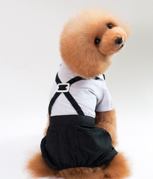 dog in a suit and tie