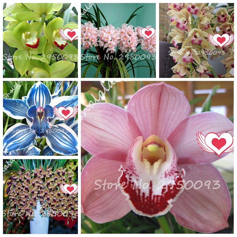 2020 Bag Seeds Imported Cymbidium Orchid Plant Bonsai Flower Potted Natural Growth Diy Plant For Home Garden Planting Easy Grow From Ymhzpy 1 57 Dhgate Com,Green Onion Vs Chives
