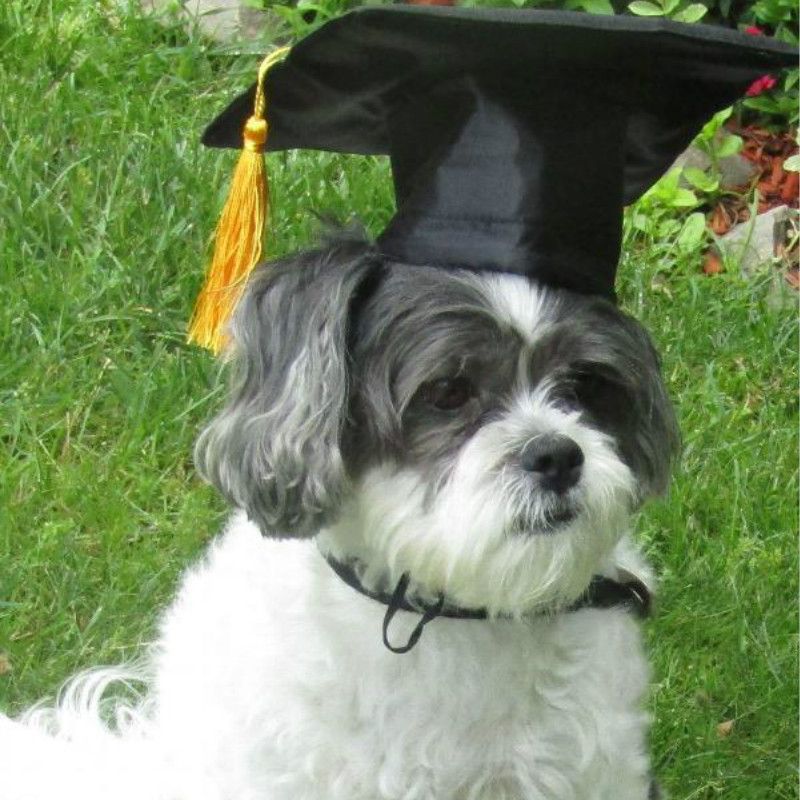 Cappello da laurea per cani da compagnia Cappellino per Halloween  Divertente Cucciolo Dottore Cappello per Studente