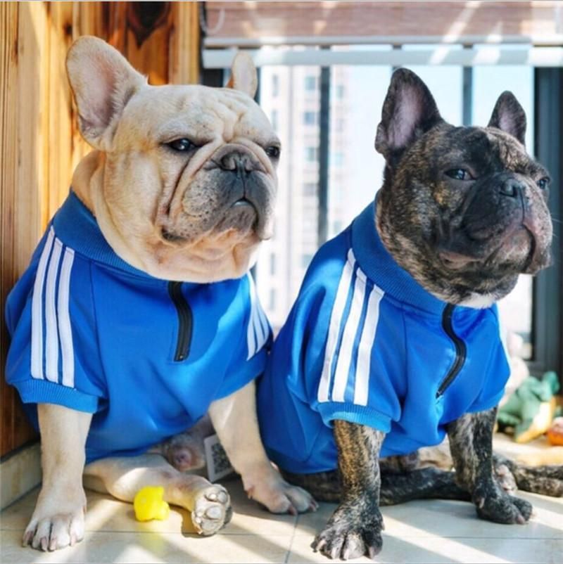 dog sweater with zipper