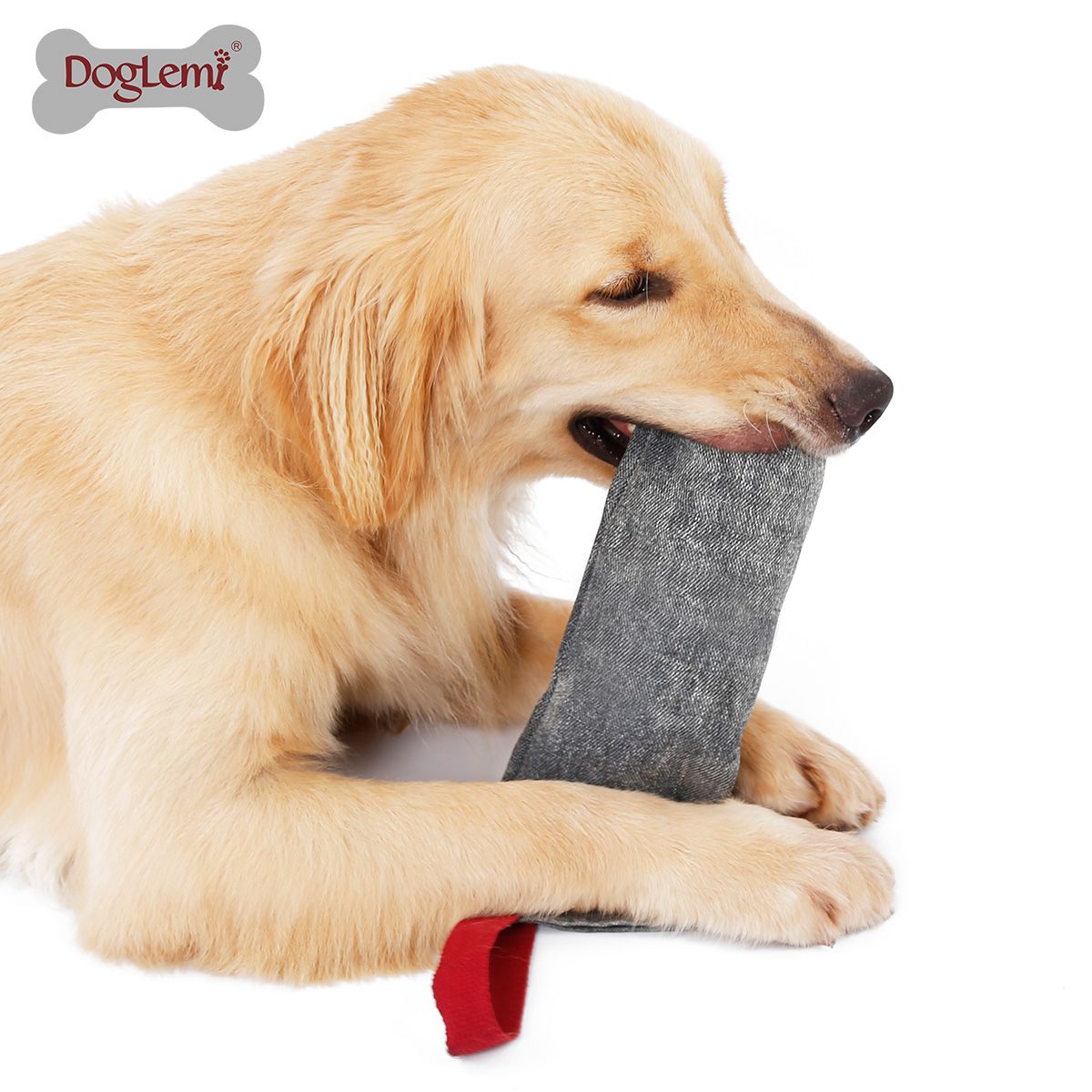 dog chewing on water bottle