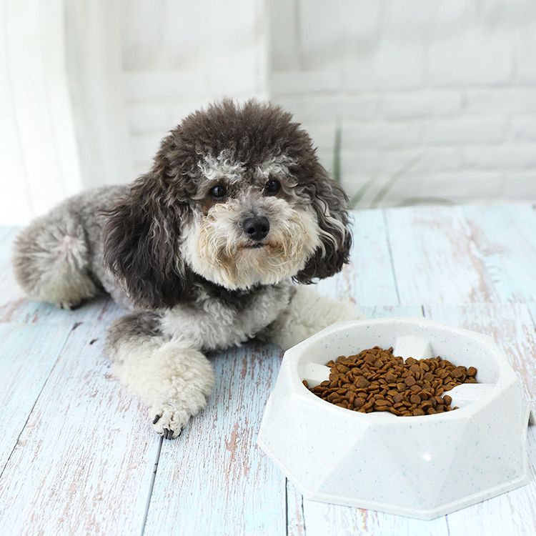 speedy pet slow feeder