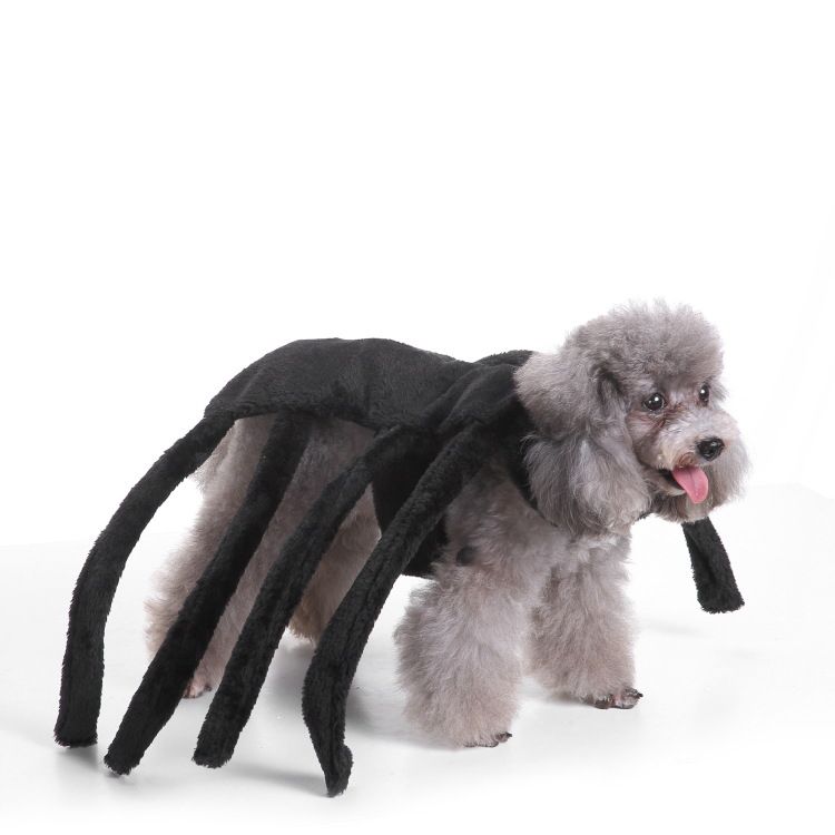 spider outfit for small dogs