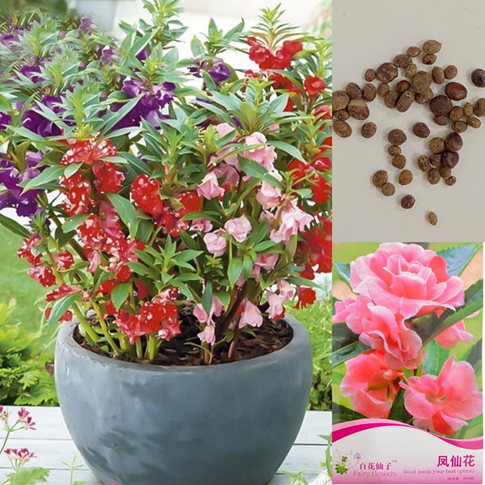 2020 1 Pack Original Package Impatiens Flower Seeds Bonsai Plant Tree Pink Hardy Perennial Bonsai Plant For Home Garden Potted Easy Grow No53 From Ymhpjq2 2 Dhgate Com