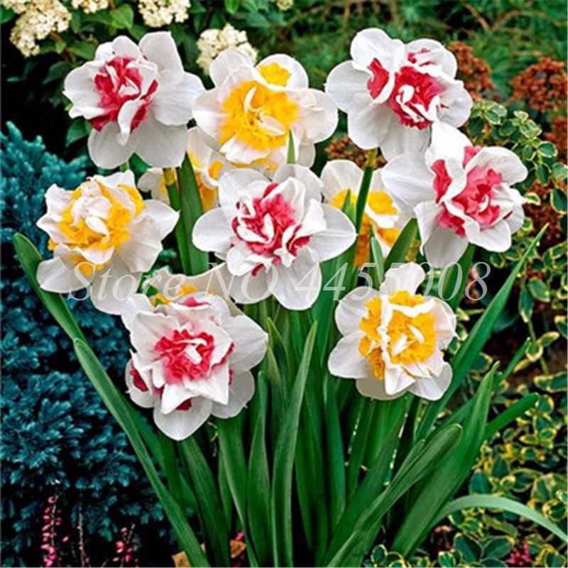 200 pcs graines fleurissant narcisse aquatique plante intérieur double  pétales de la jonquille bonsaï fleur en