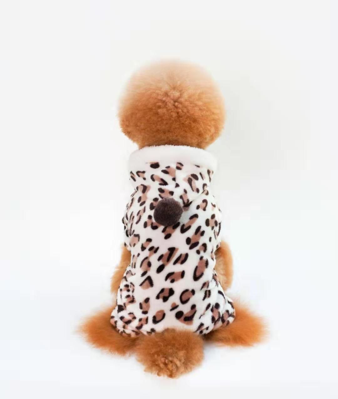 small cat teddy