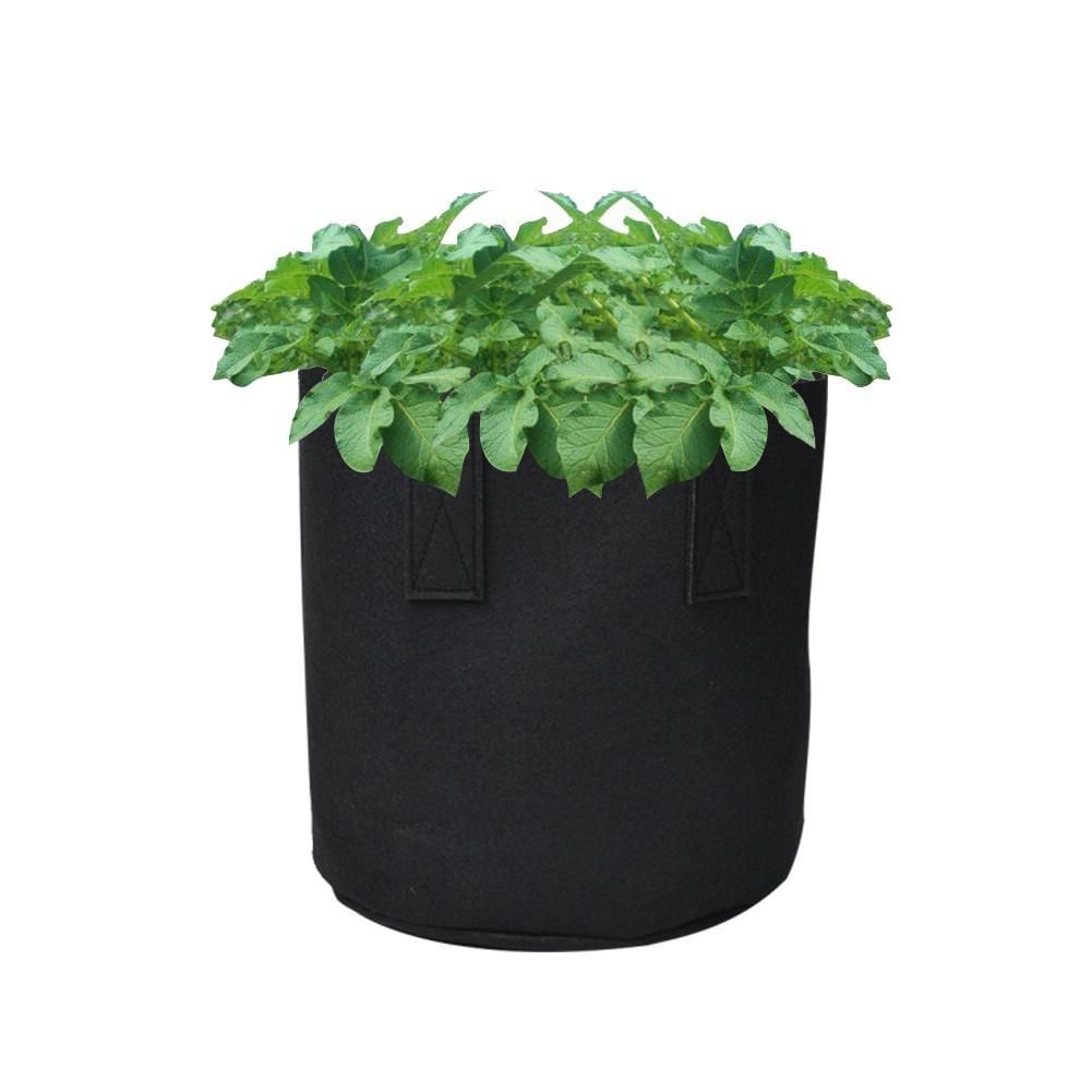 plant bolsa pot