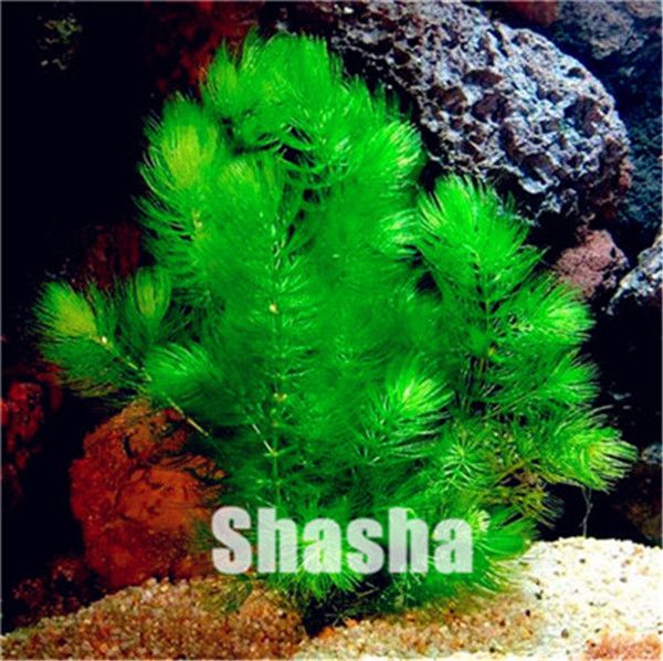 500Pcs Aquarium Grass Seed Bonsai Water Aquatic Plant Decorate Green Grass Decor 