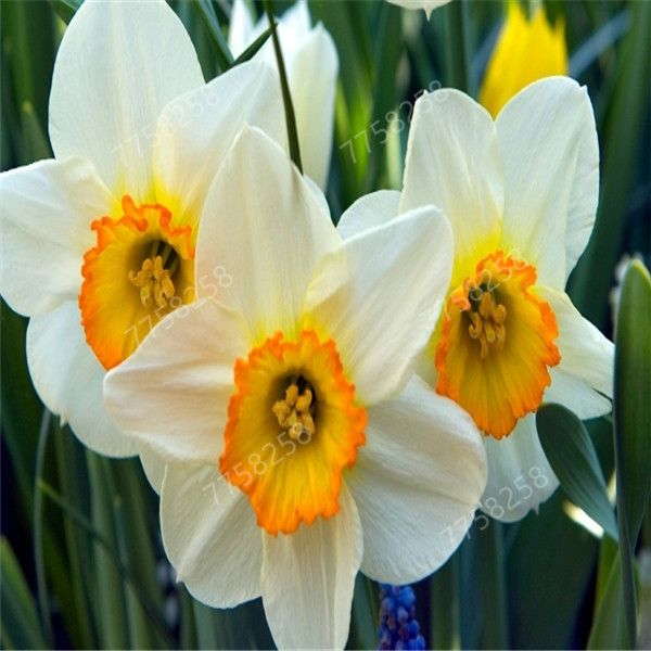 Original Daffodil Bulbs Narcissus Incredible Bonsai Home Gardening Bonsai Decor Original Daffodil Bulbs Narcissus Incredible Bonsai Home Gardening Bonsai Decor