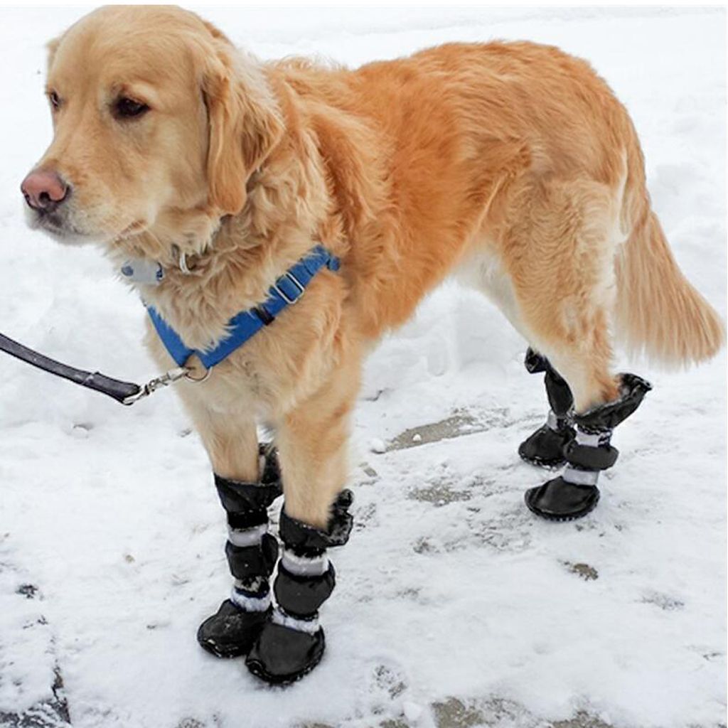4x del perro a prueba de de lluvia Bota de la nieve reflectante antideslizante