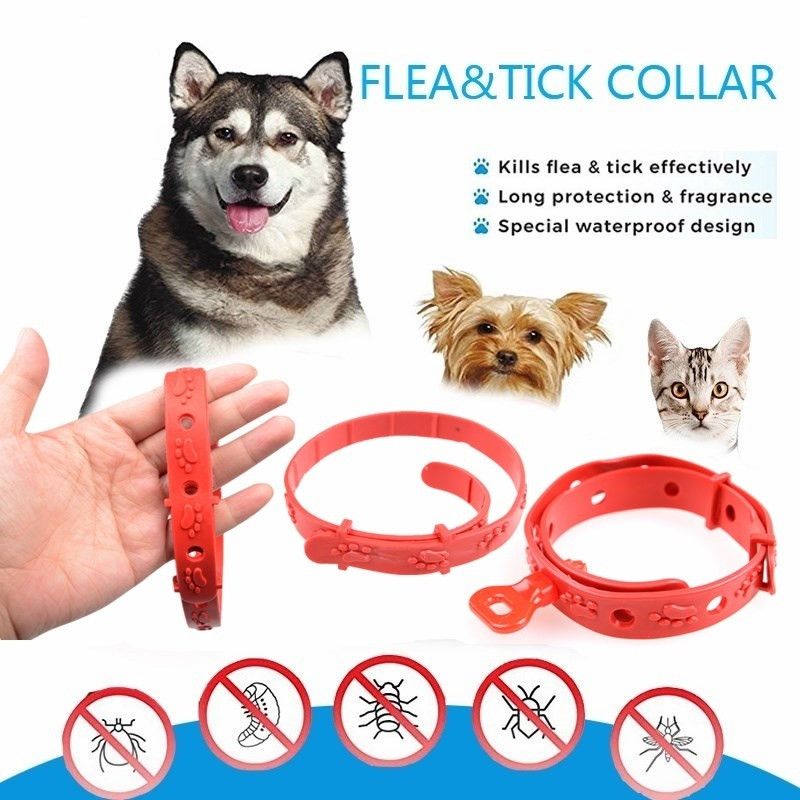 Frontline Tri Act Chien