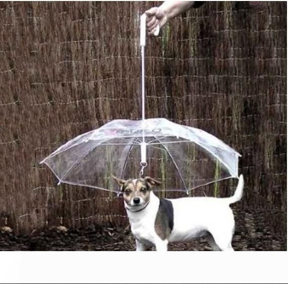 small dog umbrella